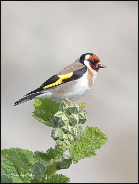 Chardonneret élégant